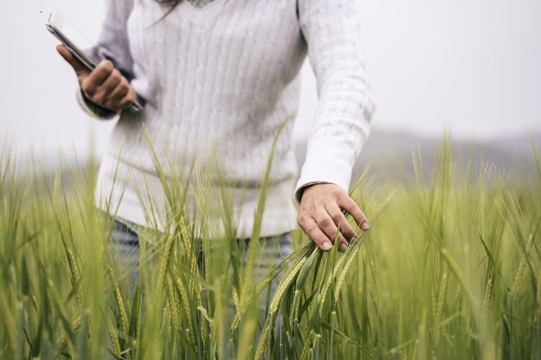 campo grano