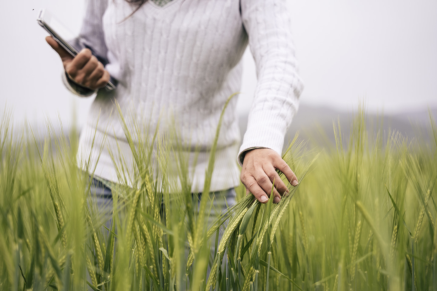 campo grano