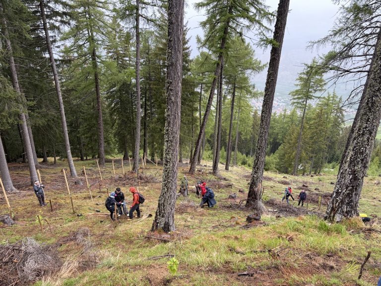 riforestazione a Lasa